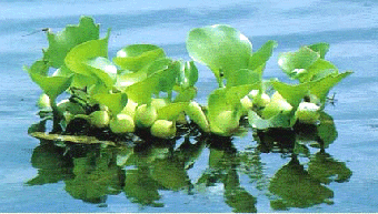 Eichhornia crassipes
